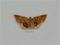 藏品(夜蛾322)的圖片